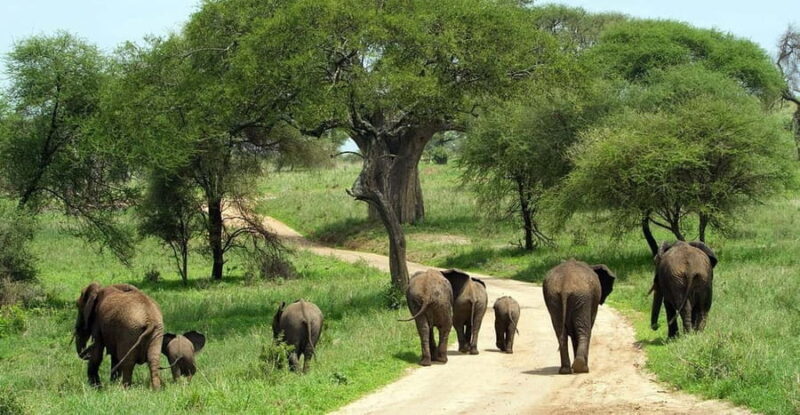 5 Days Taste of Amboseli, Tsavo West and East Luxury Safari - Exploring the Itinerary in Detail