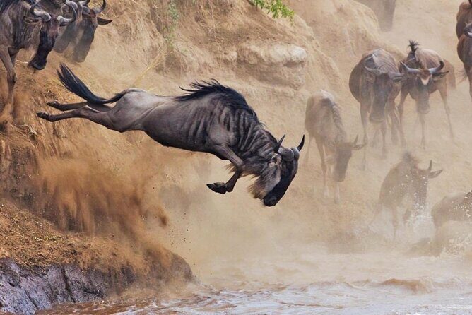 5 Days Tour at East Africa Safari Lake Nakuru and Lake Naivasha - Key Points