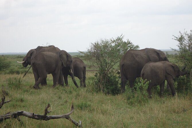 5 Days Tour at East Africa Safari Lake Nakuru and Lake Naivasha - An Adventure That Combines Iconic Wildlife and Stunning Scenery