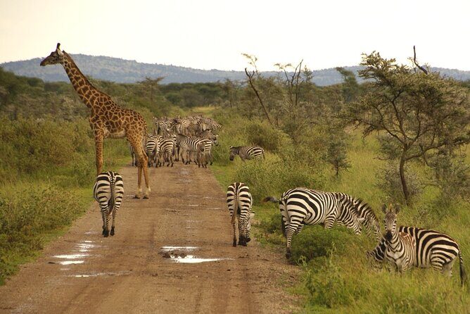 5 days Tour Tarangire, Serengeti, Ngorongoro Crater & Lake Manyara Park-Midrange - Exploring the Itinerary in Detail