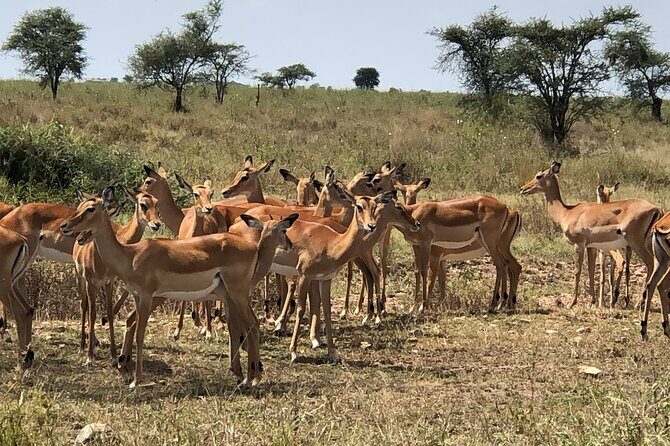 5 days Tour Tarangire, Serengeti, Ngorongoro Crater & Lake Manyara Park-Midrange - Frequently Asked Questions (FAQs)