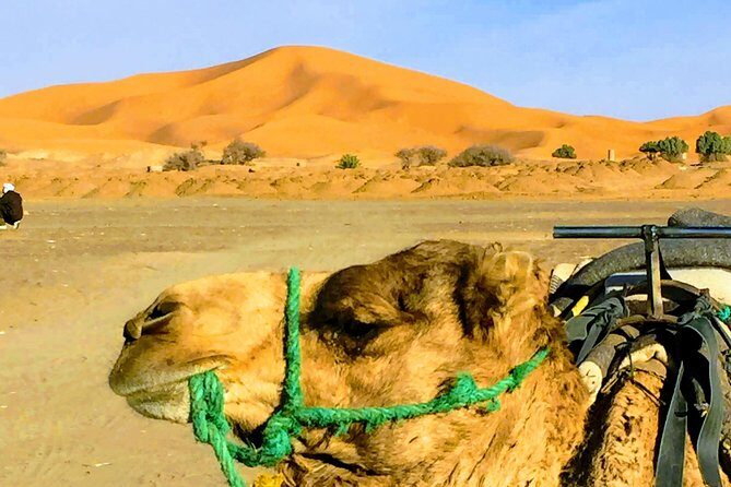 5 Days tours from Tangier to Chefchaouen, Fez, Merzouga Desert and Marrakech - Overview of the 5-Day Morocco Tour from Tangier