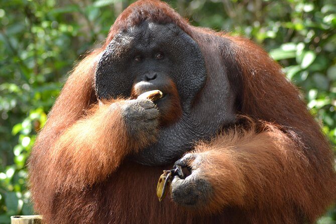 5 Days Truly Orangutan Wildlife Jungle Trail - What Makes This Tour Stand Out?