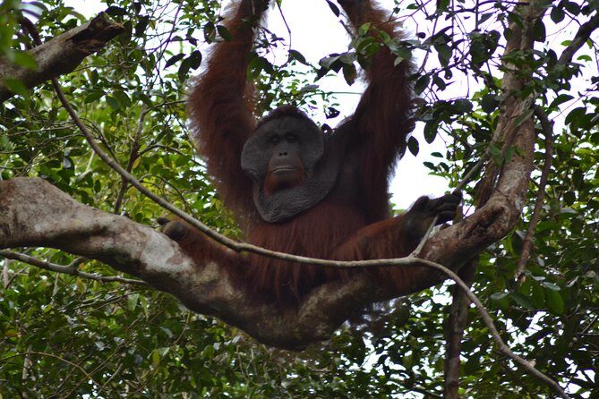 5 Days Truly Orangutan Wildlife Jungle Trail - Final Thoughts