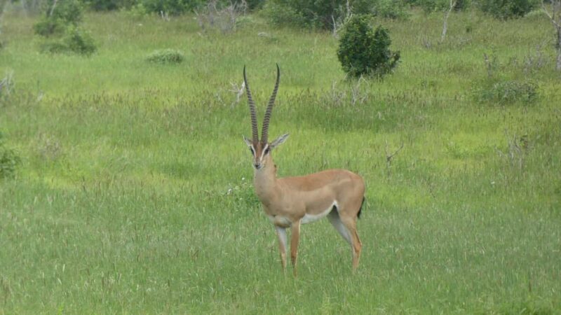 5 days Tsavo East, West, Amboseli & Saltlick lodge safari - Frequently Asked Questions