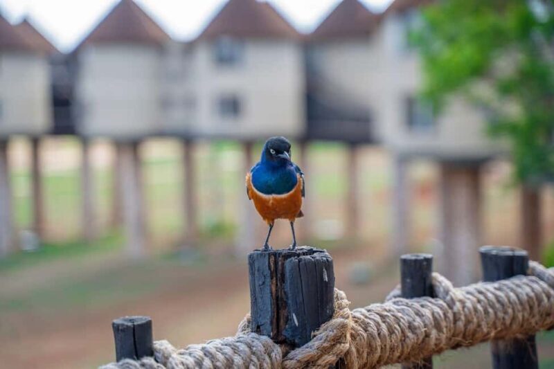 5 days Tsavo East/West and Saltlick Lodge Safari - Key Points