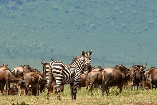 5 Days Under Serengeti Skies Tour - Discovering Tanzania Through the 5-Day Itinerary 