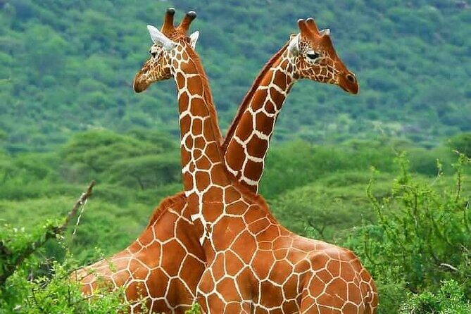 5 Days Wildlife Midrange Safari to Tarangire, Serengeti, Ngorongoro and Manyara - Transportation and Comfort