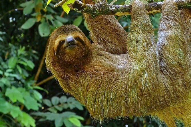 5-days-wildlife-tour-in-drake-bay-sierpe-corcovado-and-osa