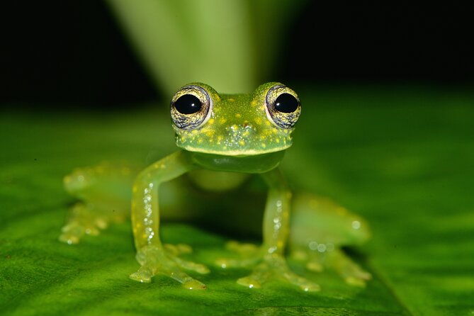 5-days-wildlife-tour-in-drake-bay-sierpe-corcovado-and-osa