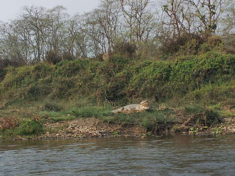 5-days-with-one-tower-night-stay-in-chitwan-national-park