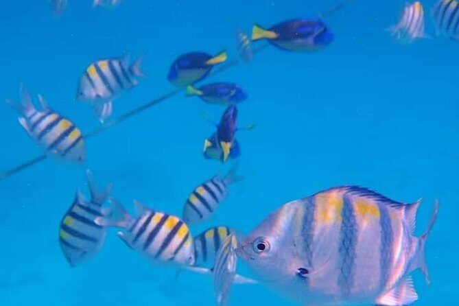 5-Hour Snorkeling, Swimming with Dolphins and Sea Turtles Aquarium - Key Points
