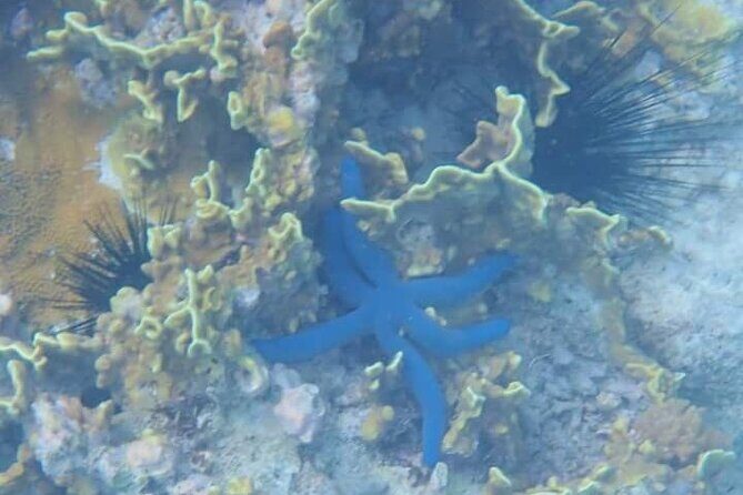 5-Hour Snorkeling, Swimming with Dolphins and Sea Turtles Aquarium - A Deep Dive into the Marine Adventure