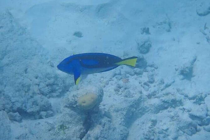 5-Hour Snorkeling, Swimming with Dolphins and Sea Turtles Aquarium - Who Will Love This Tour?