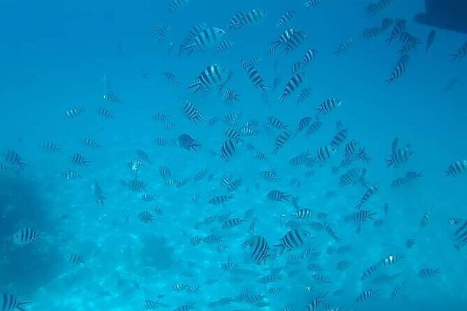 5-Hour Snorkeling, Swimming with Dolphins and Sea Turtles Aquarium - Final Thoughts