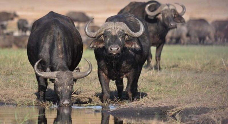 5 Hour - Tour Nairobi National Park Or Evening Game Drive - The Practical Details