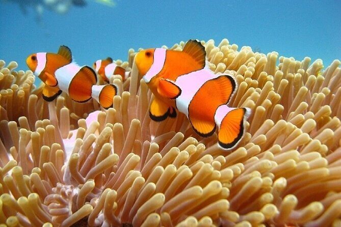 5 Hours Bali Blue Lagoon Snorkeling Tour Including Tanjung Jepun - Key Points