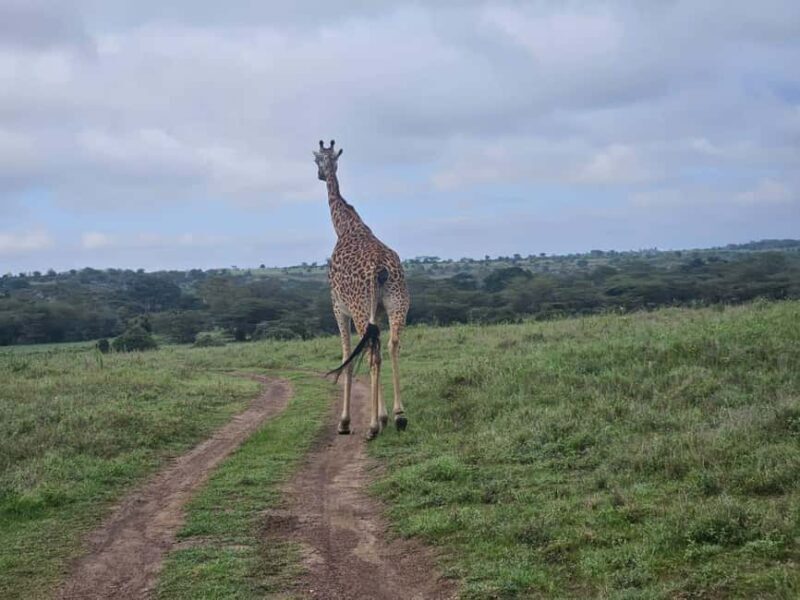 5 Hours Nairobi National Park Game Drive Tour 4x4 Open Roof - The Journey Begins: How the Tour is Structured