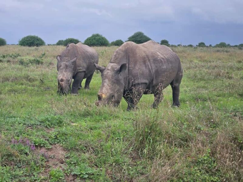 5 Hours Nairobi National Park Game Drive Tour 4x4 Open Roof - Exploring the Ecosystems
