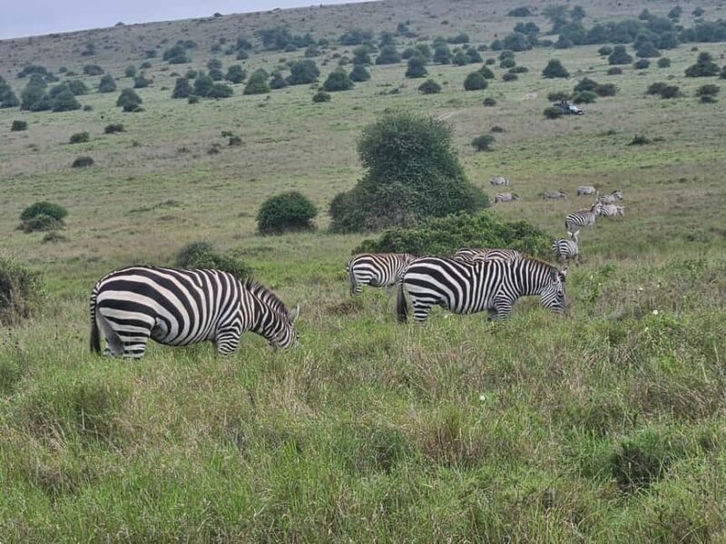 5 Hours Nairobi National Park Game Drive Tour 4x4 Open Roof - Unique Features and Extras