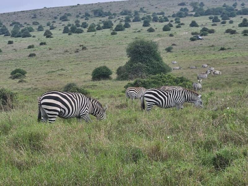 5 Hours Nairobi National Park Game Drive Tour 4x4 Open Roof - What Reviewers Say