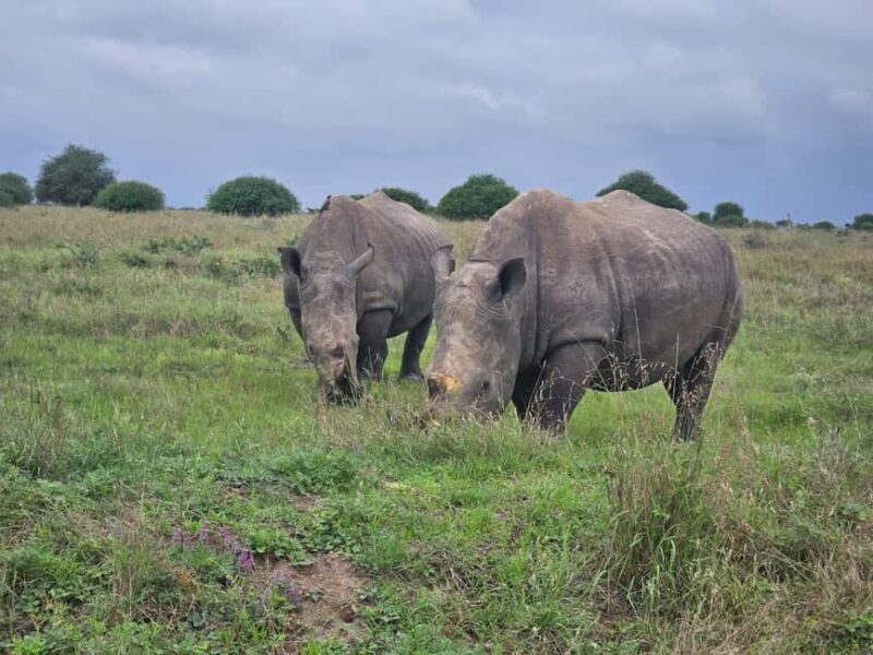 5 Hours Nairobi National Park Game Drive Tour 4x4 Open Roof - Who Will Love This Tour?
