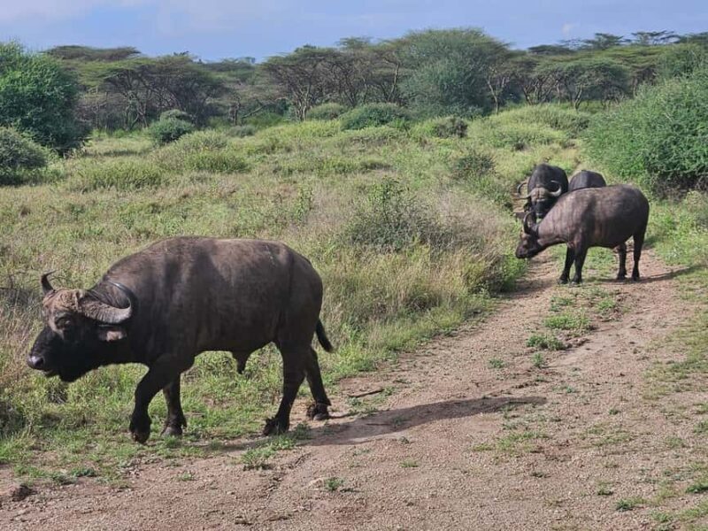 5 Hours Nairobi National Park Game Drive Tour 4x4 Open Roof - Final Thoughts