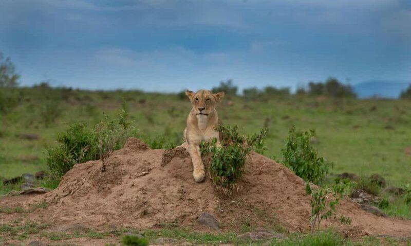 5 Hours Nairobi National Park Guided Tour with Free Pickup - Transportation and Comfort