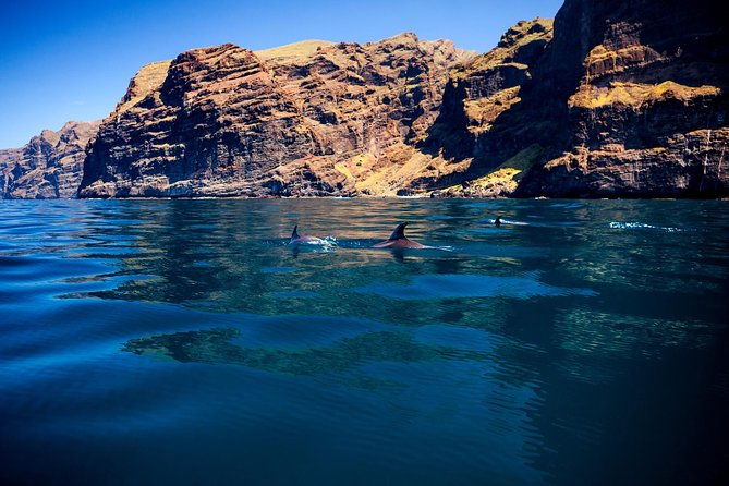 5-hrs-watching-and-listening-whales-and-dolphins-visiting-los-gigantes