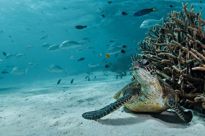 5 Night Ningaloo Reef Ningaloo Escape from Coral Bay - Exploring Ningaloo Reef: What to Expect Day-by-Day