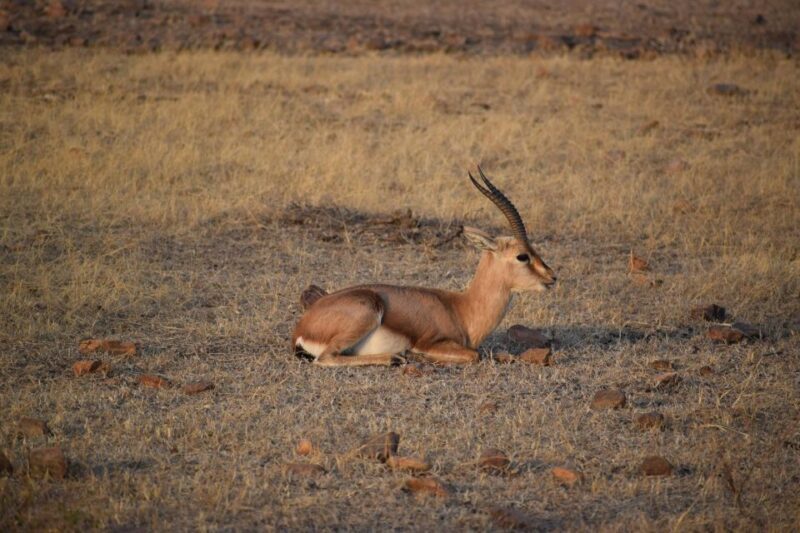 5 Nights 6 Days Golden Triangle India Tour with Ranthambore - Final Thoughts: Who Should Consider This Tour?