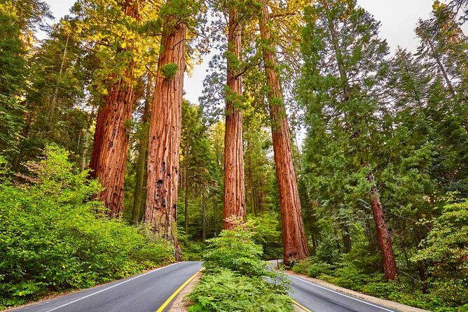 5-star-rated-sequoia-national-park-tour