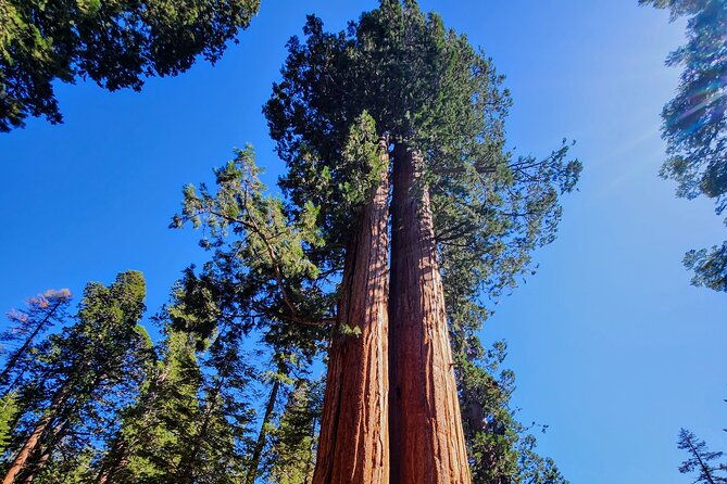 5-star-rated-sequoia-national-park-tour