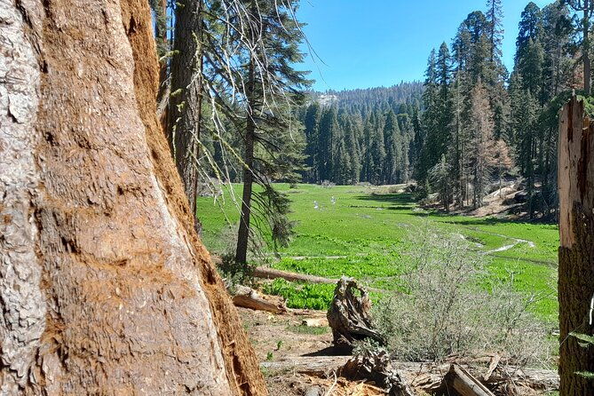 5-star-rated-sequoia-national-park-tour