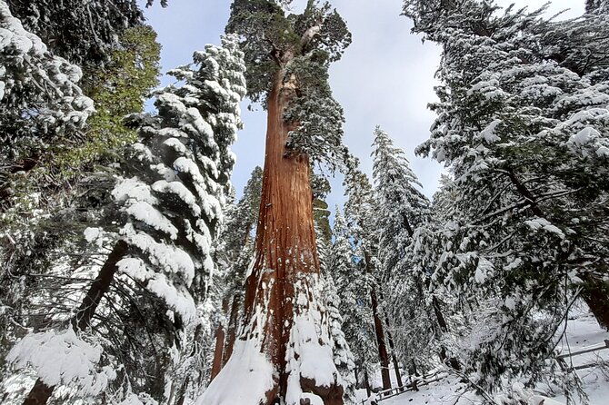 5-star-rated-winter-private-tour-in-sequoia