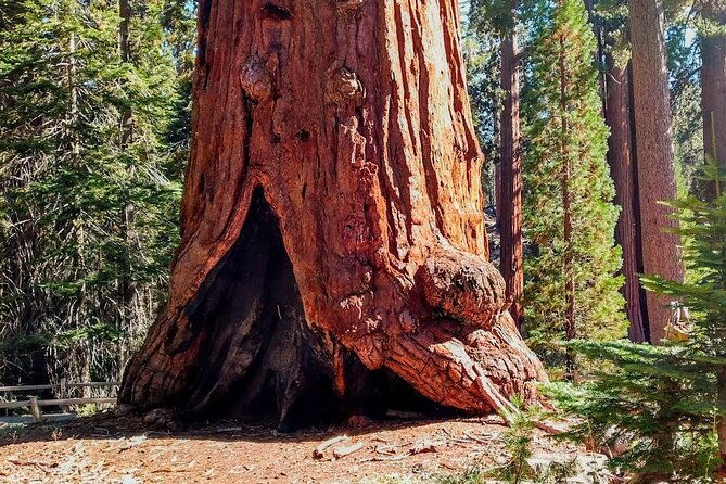 5-star-rated-winter-private-tour-in-sequoia