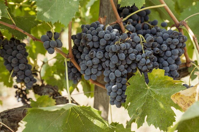 5-wine-tastings-in-san-gimignano