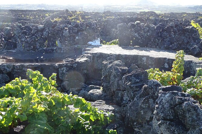 500-years-of-vines-and-300000-years-of-island-an-infinite-story