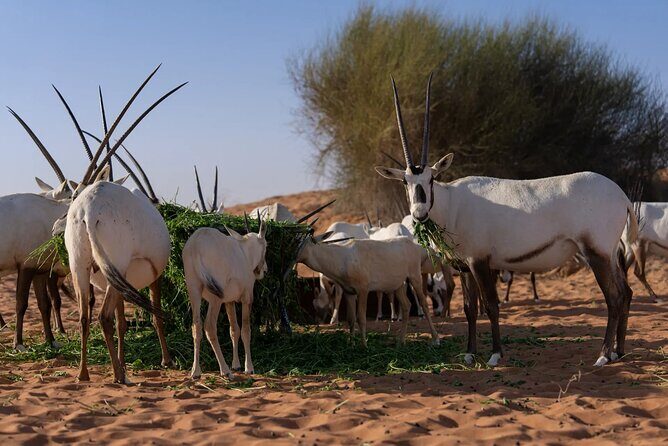 57 Camel Voyage - The Itinerary in Detail