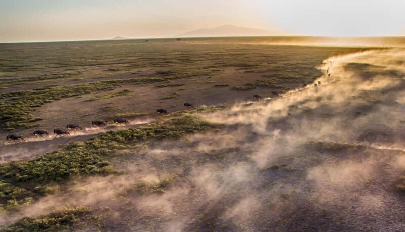 5Day of Wildlife Tarangire, Serengeti, Ngorongoro &Cultural - Key Points