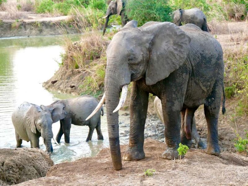 5days 4nights Uncover the Hidden Treasure of Southern Safari - Key Points