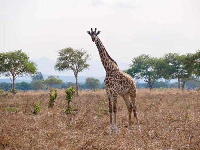 5days 4nights Uncover the Hidden Treasure of Southern Safari - Who This Tour Is Best For