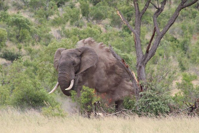 5Days Blyde River Canyon and Kruger National Park Overnight Tour and Safaris - What Makes This Tour Stand Out