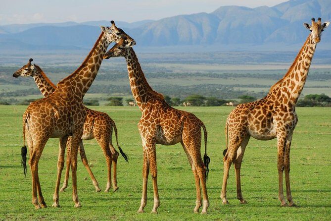 5Days Tanzania Camping Safari to Lake Manyara Serengeti And Ngorongoro Crater from Arusha - Exploring the Itinerary in Detail