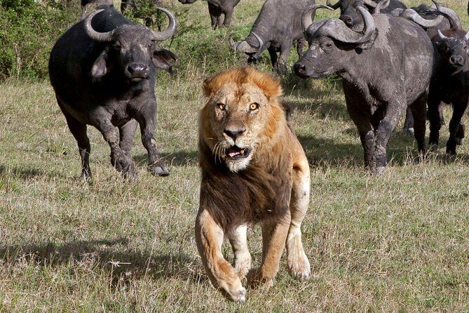 5Days Tanzania Camping Safari to Lake Manyara Serengeti And Ngorongoro Crater from Arusha - The Sum Up