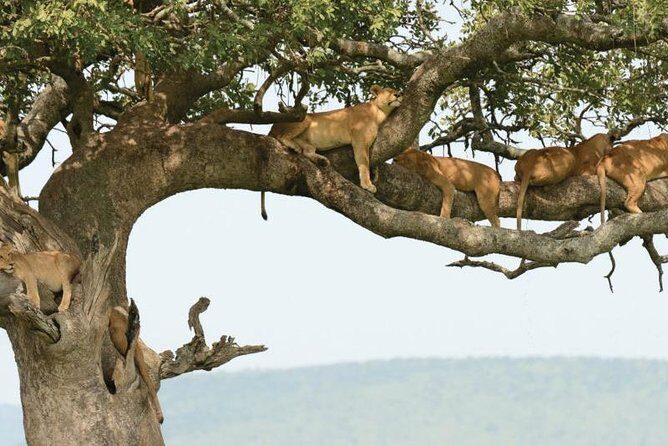 5Days Tanzania Camping Safari to Lake Manyara Serengeti And Ngorongoro Crater from Arusha - FAQ