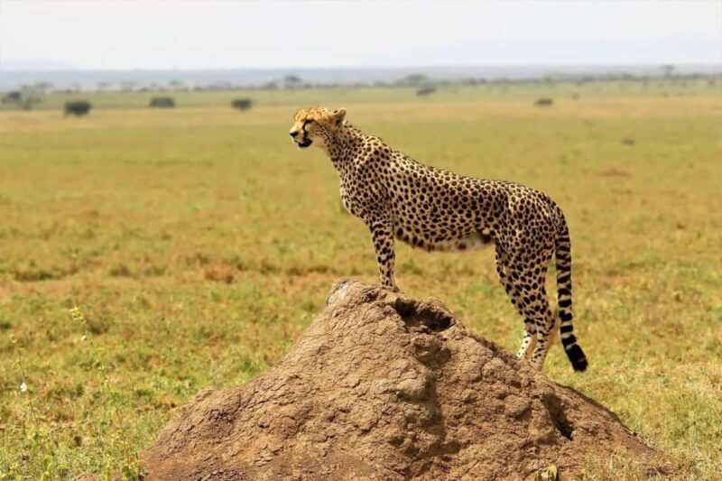 5Days, Tanzania Lodge Safaris & Hot Air Balloon - Starting Point and Overall Structure