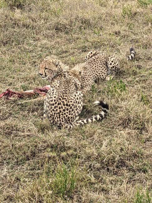 5Days, Tanzania Lodge Safaris & Hot Air Balloon - Day 4: Serengeti — Balloon Safari and Predator Encounters