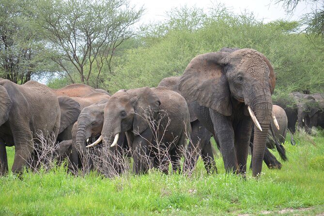 5days Tanzania Safari lodge and camping Serengeti, Tarangire & Ngorongoro Crater - Key Points