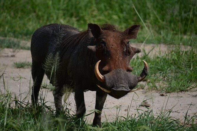 5days Tanzania Safari lodge and camping Serengeti, Tarangire & Ngorongoro Crater - FAQ